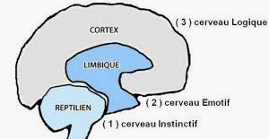 comment-se-declenche-une-phobie